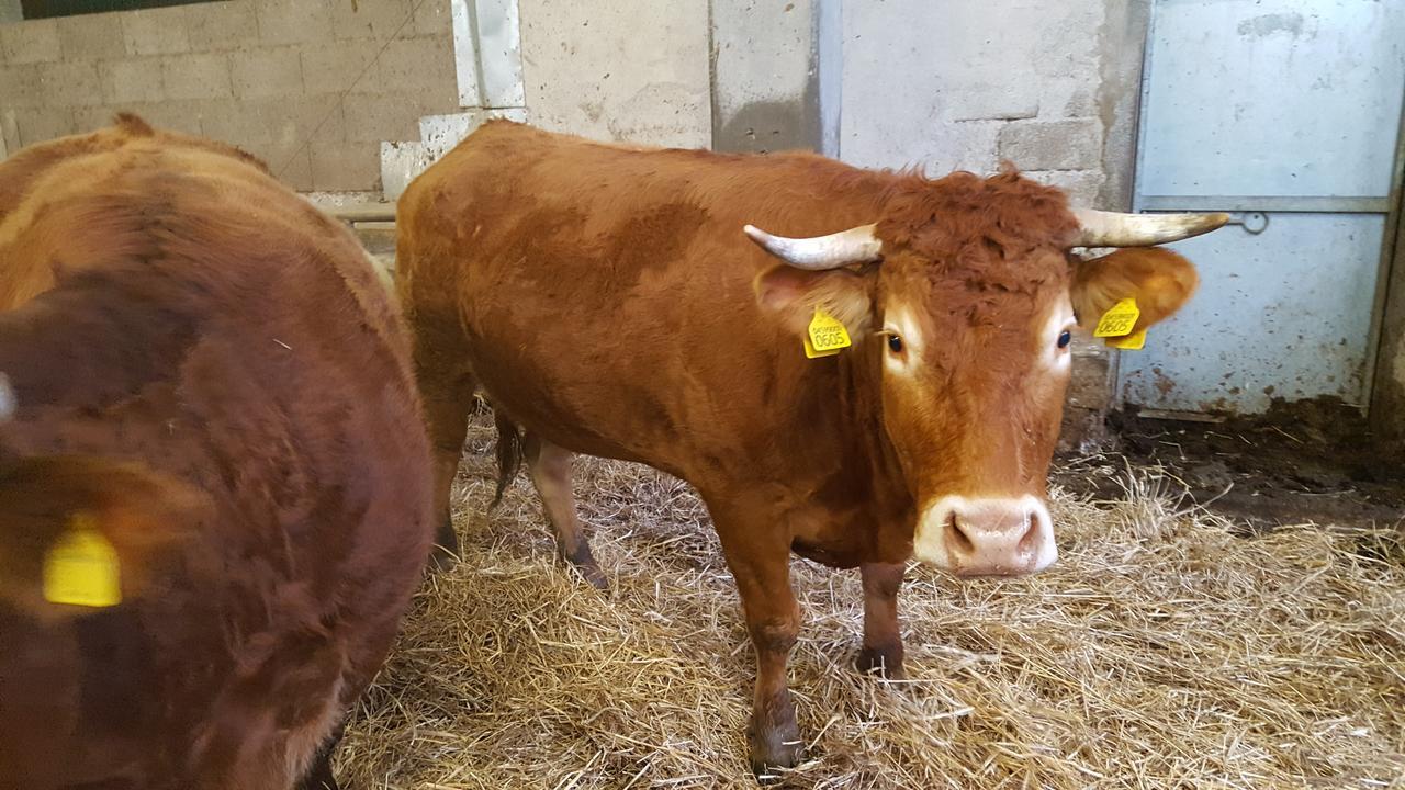B&B Podere Montese Villafranca in Lunigiana Exteriör bild
